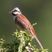 Chestnut-breasted Bunting